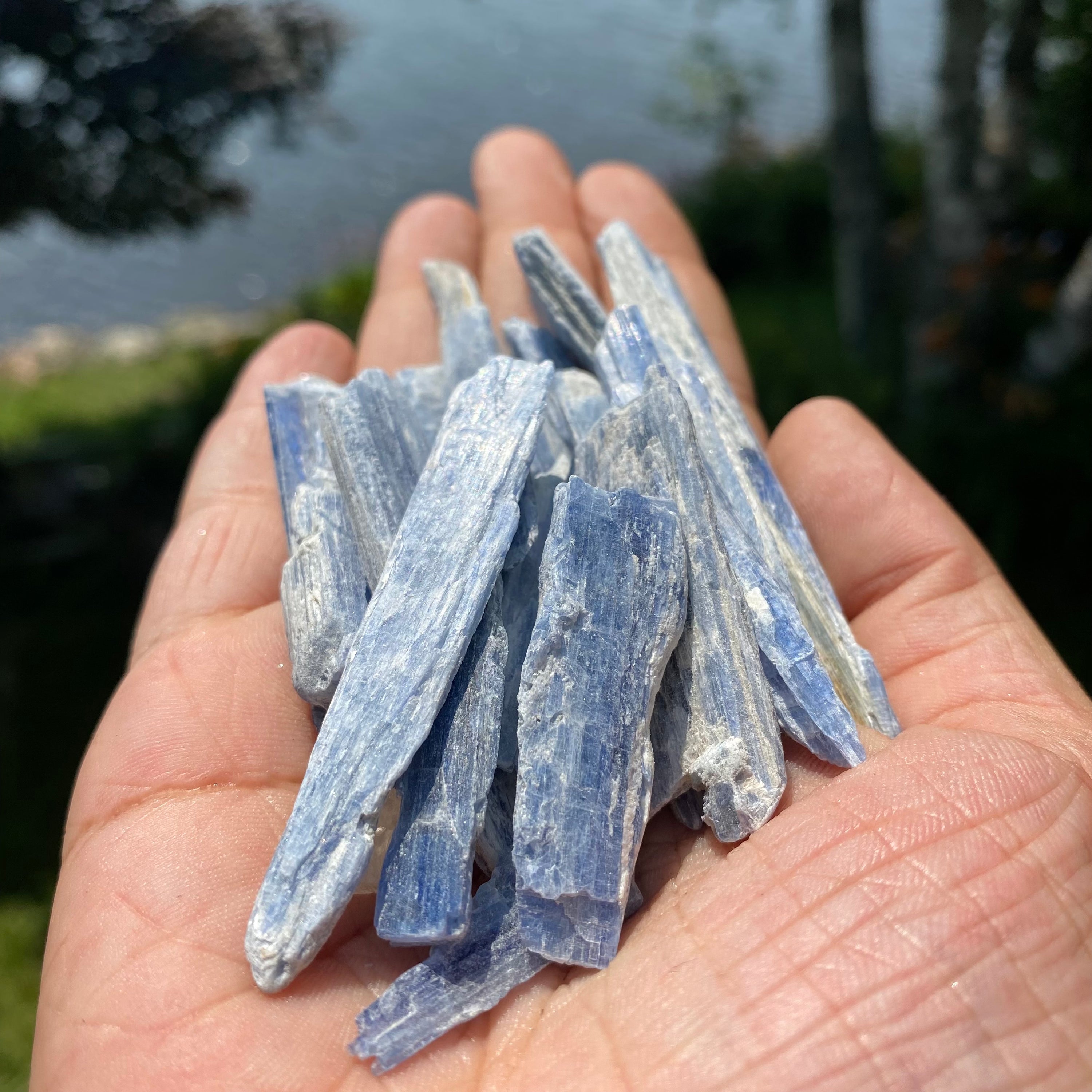 A collection of Blue Kyanite Blades showcasing their unique twisted and straight forms in vibrant blue hues.