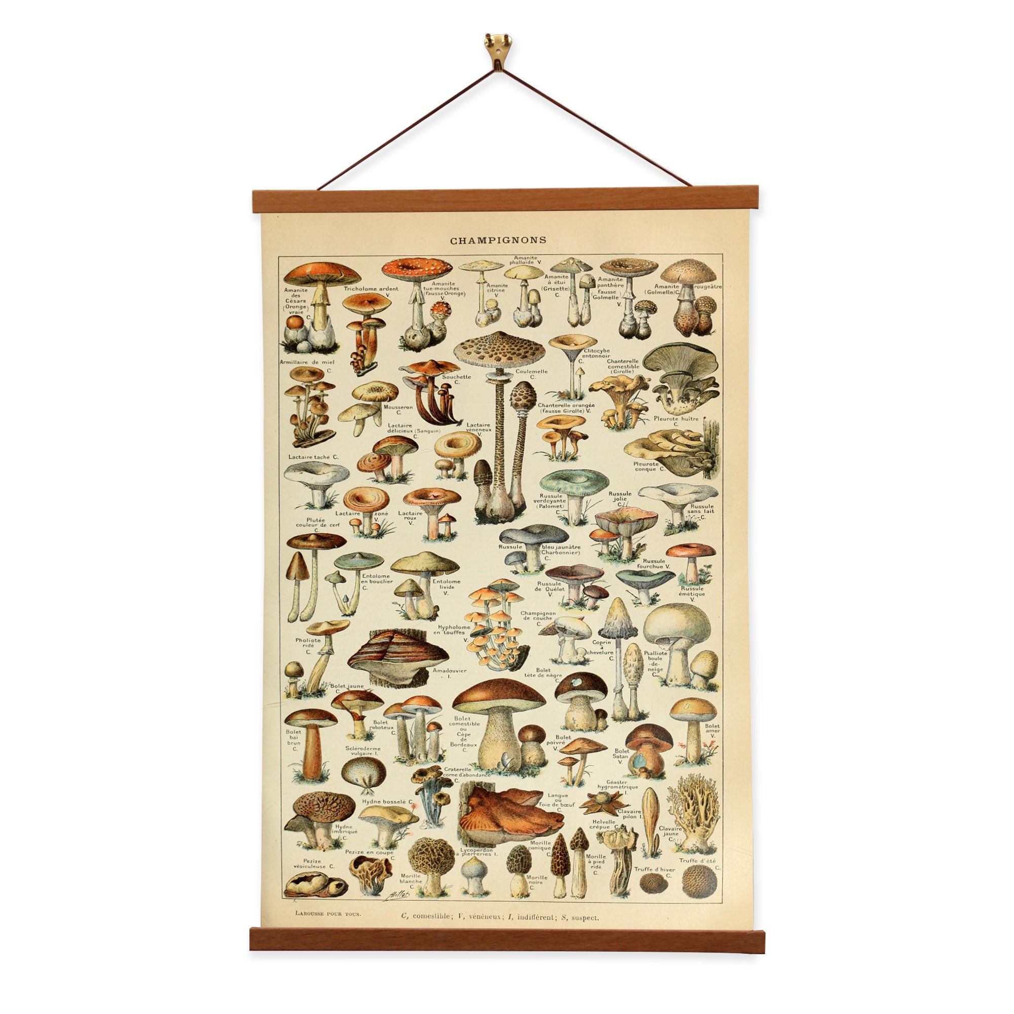 Champignons No. 1 by Adolphe Millot, a vibrant botanical illustration of mushrooms on premium canvas with a wooden magnetic hanger.