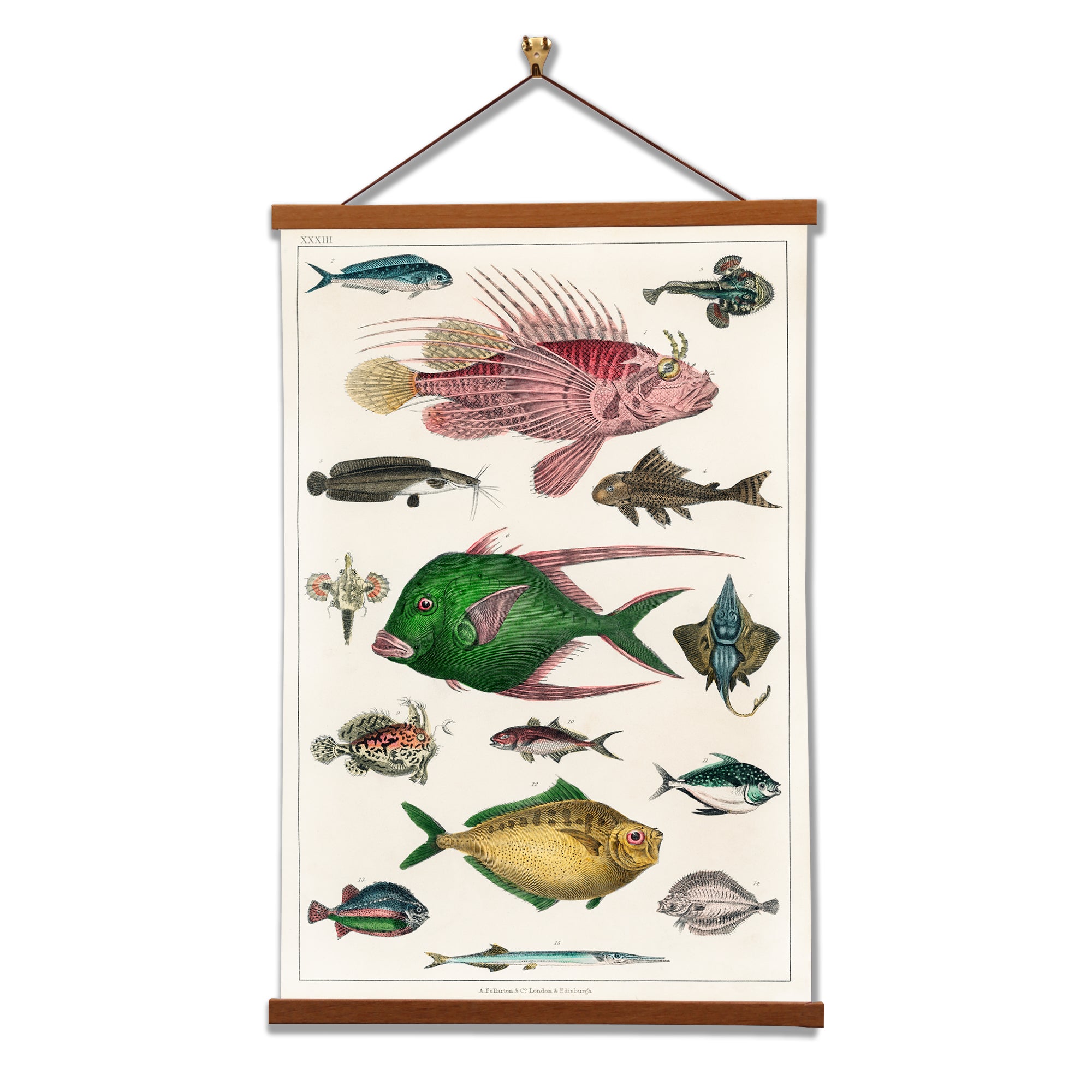 A beautifully illustrated canvas print showcasing various fish species by Oliver Goldsmith, featuring vibrant colors and intricate details.