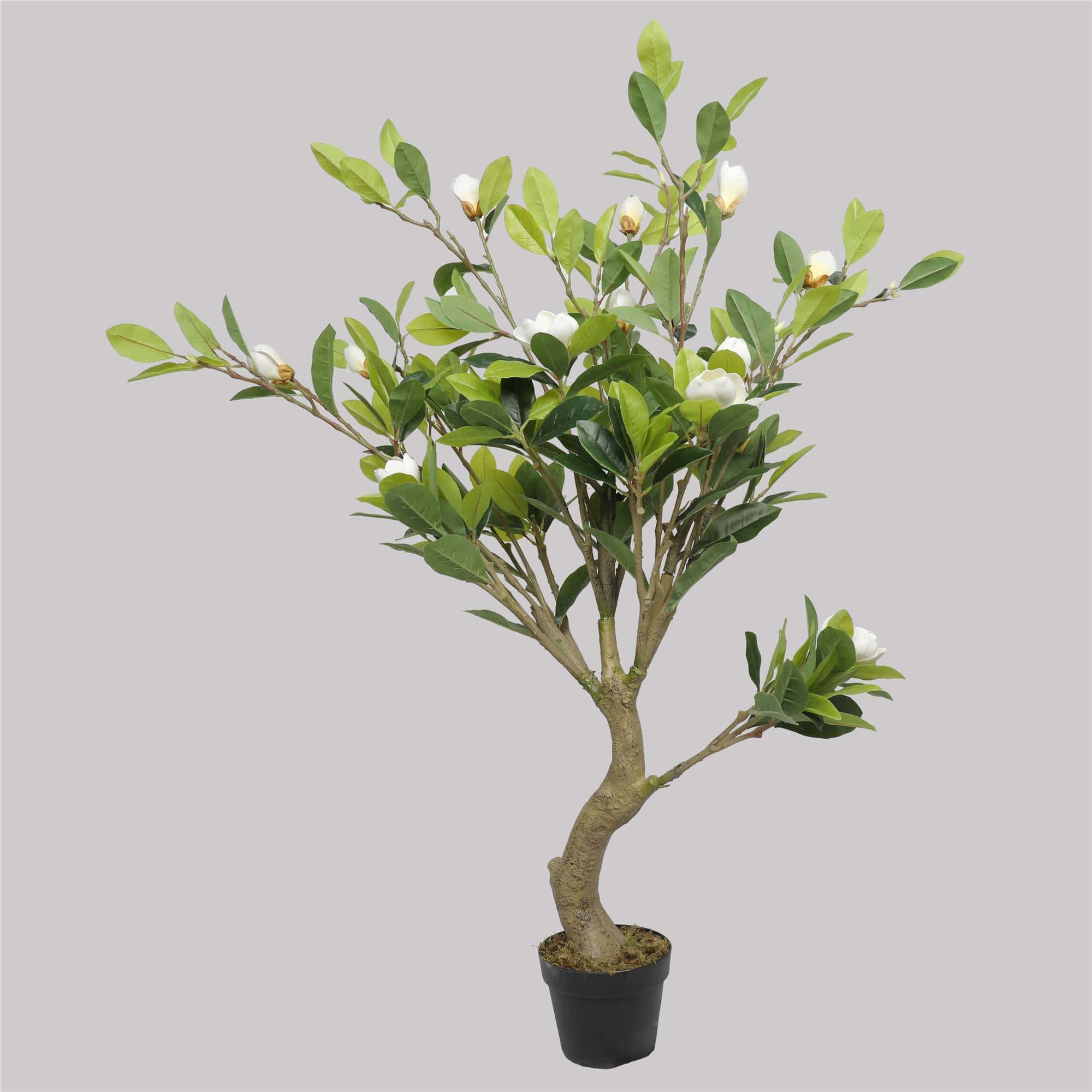 A 130cm tall faux potted magnolia tree with stunning white flowers and realistic leaves, elegantly displayed in a moss-covered pot.