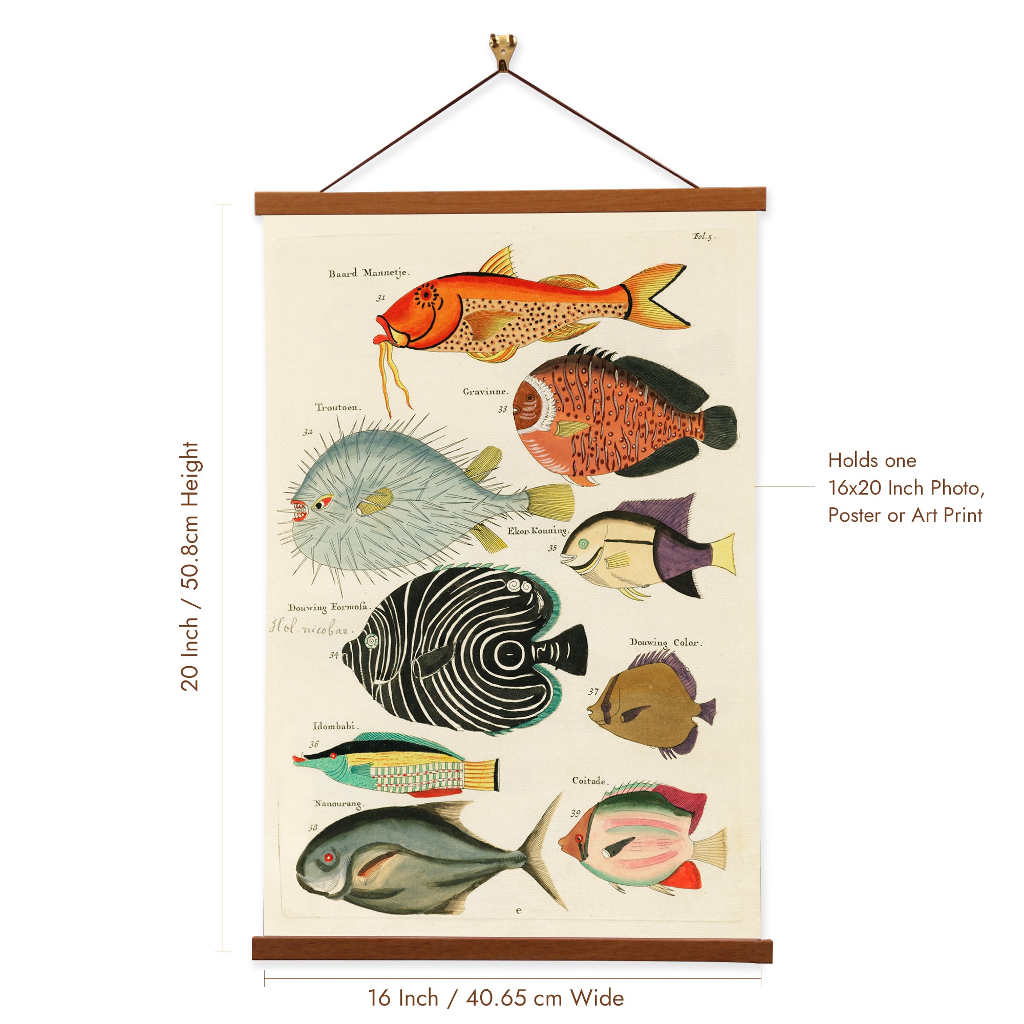 A vibrant canvas print depicting exotic fish species from the Moluccas, illustrated by Louis Renard, showcasing marine biodiversity.