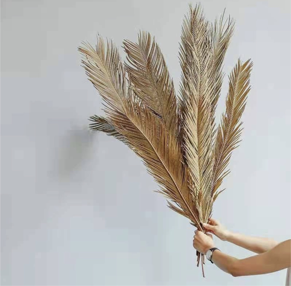 A healthy Folium Cycas plant standing 24-27.5 inches tall, showcasing its lush green foliage and unique structure.