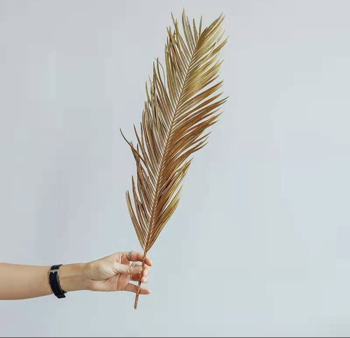A healthy Folium Cycas plant standing 24-27.5 inches tall, showcasing its lush green foliage and unique structure.