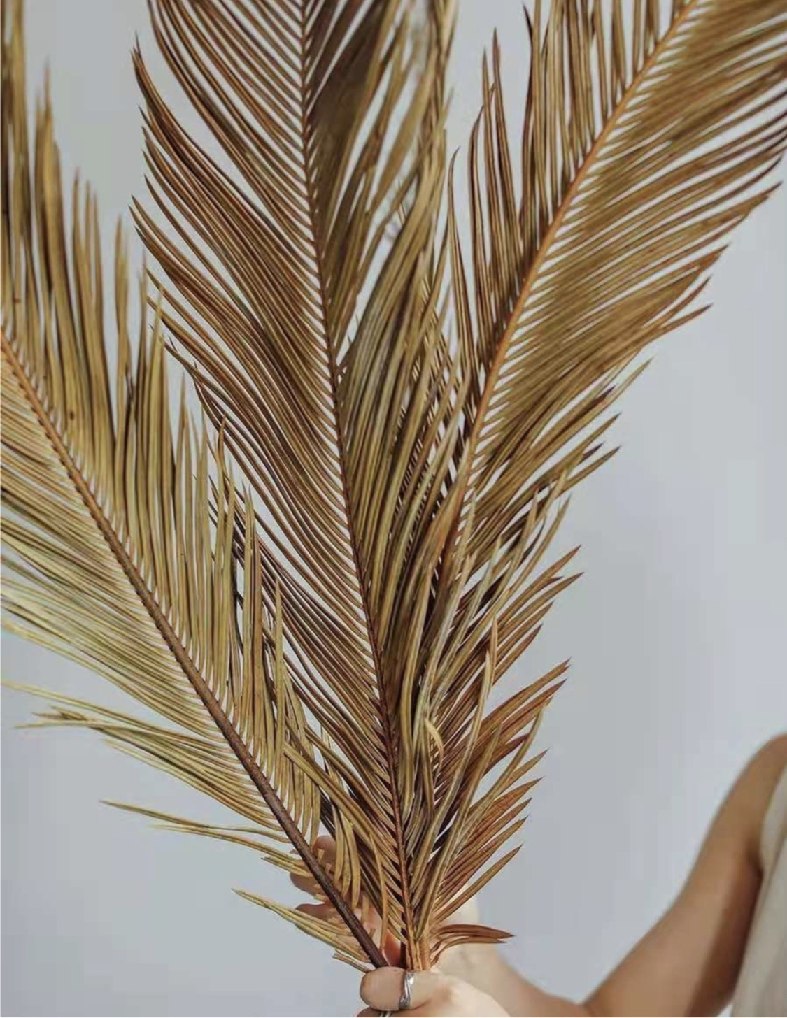 A healthy Folium Cycas plant standing 24-27.5 inches tall, showcasing its lush green foliage and unique structure.