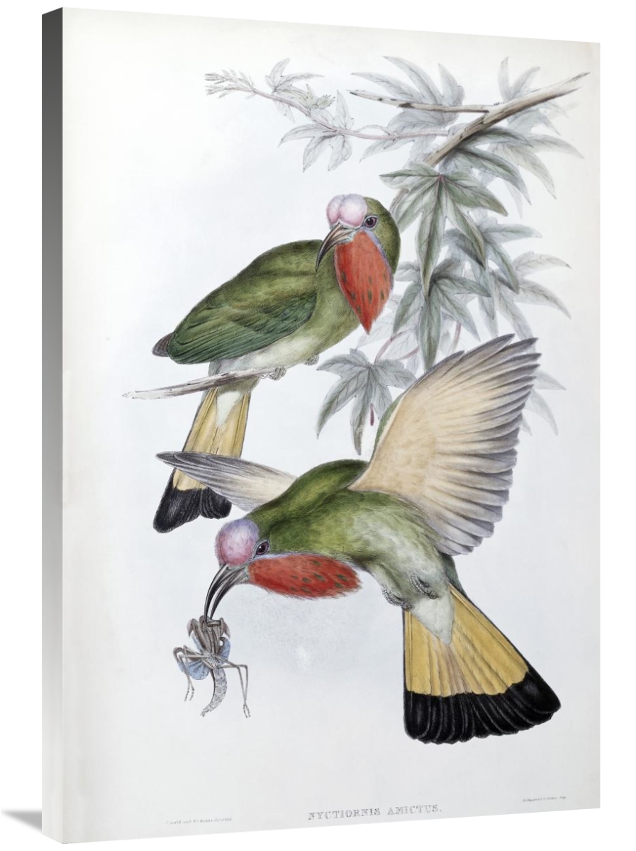 Illustration of two Nyctyornis amictus birds.
