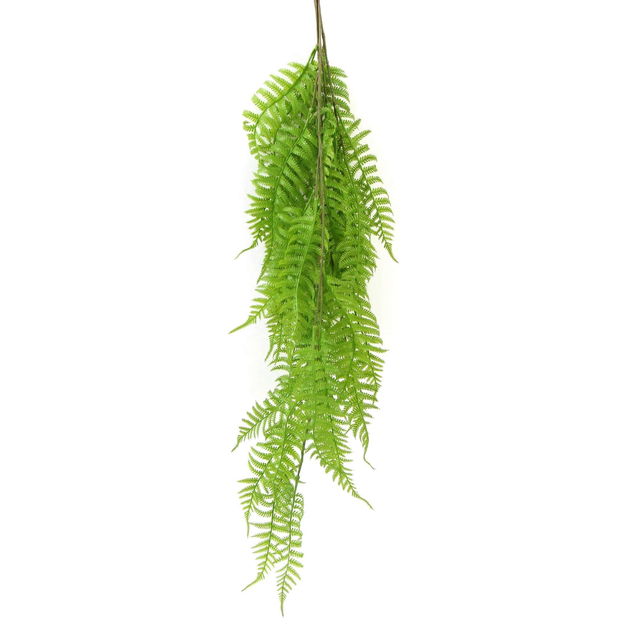 A vibrant Hanging Fresh Green Boston Fern, showcasing lush green fronds, ideal for indoor and outdoor decoration.