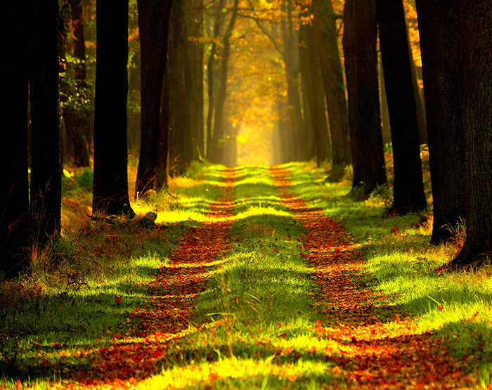 A collection of colorful and stylish removable wall decals displayed on a smooth surface, showcasing various designs suitable for home decor.