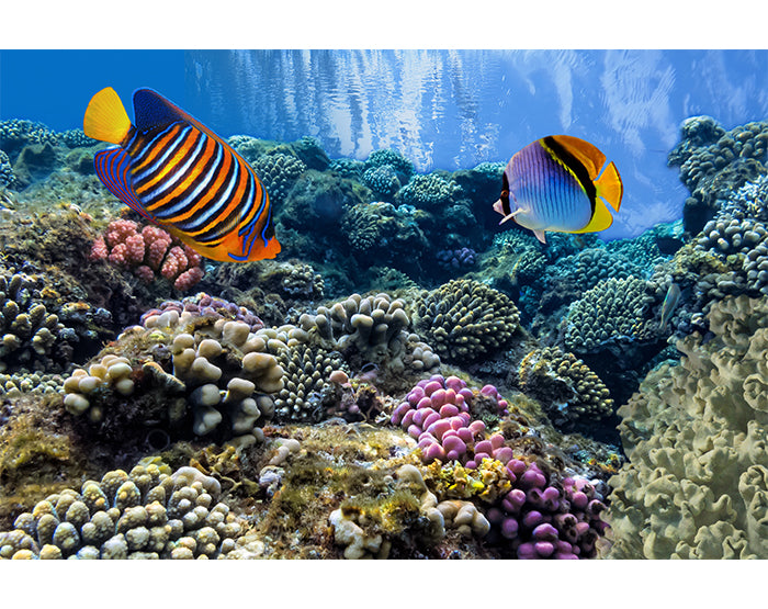 A vibrant collection of removable wall decals showcasing various designs, perfect for home decor.