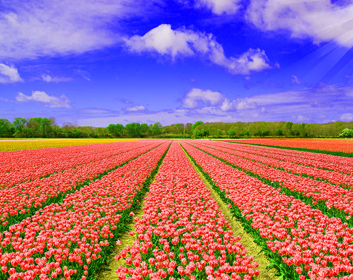 A vibrant collection of removable wall decals showcasing various designs and colors, perfect for home decor.