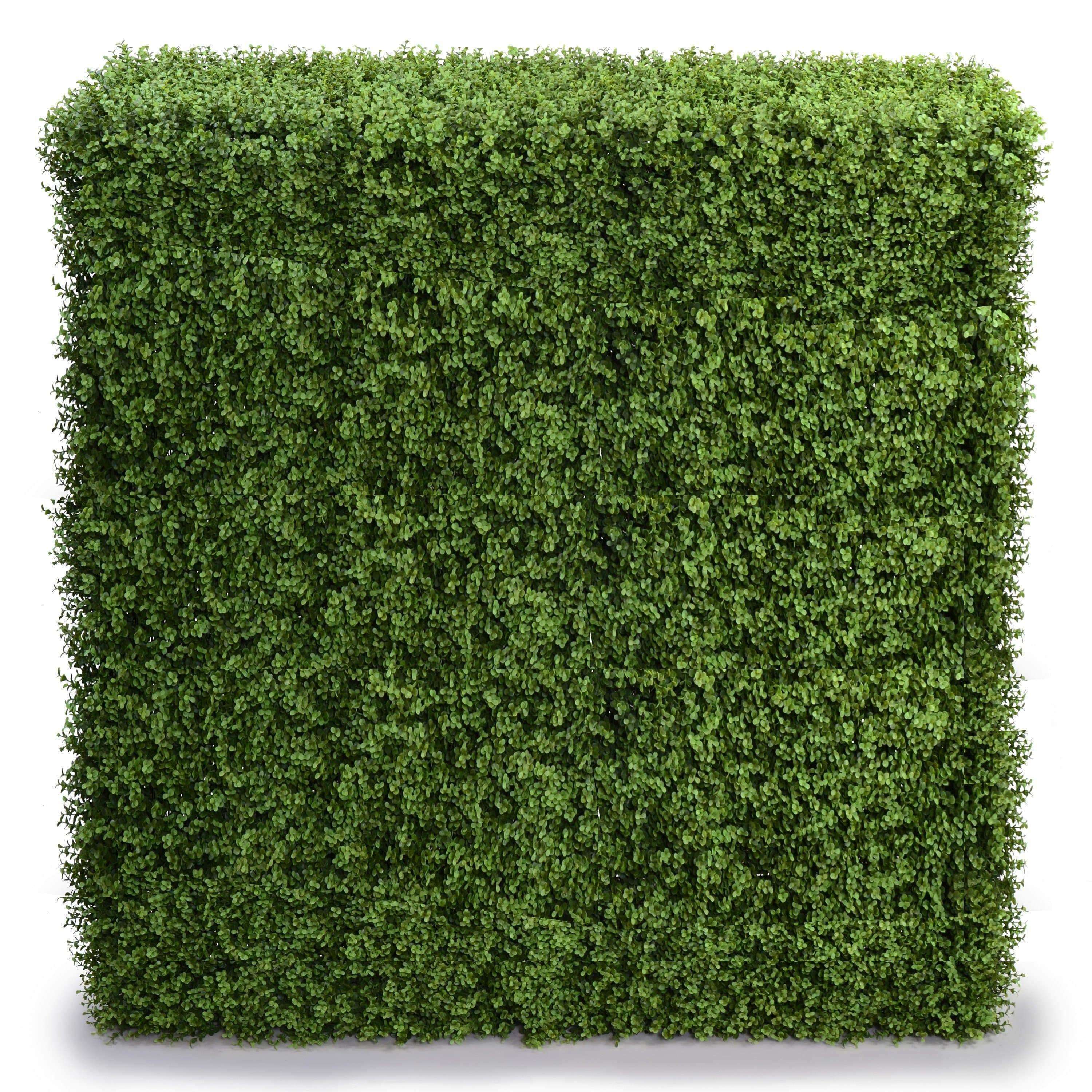 1.5m high UV portable Pittosporum artificial hedge panel, showcasing lush green leaves for indoor and outdoor decoration.