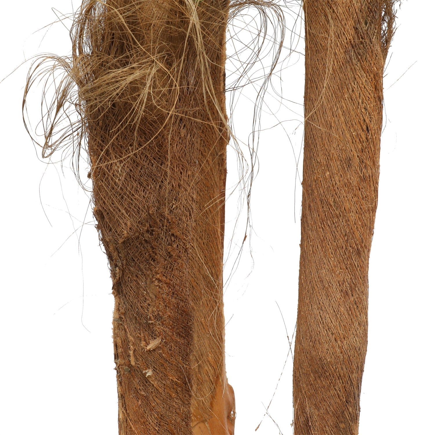 Large Tropical Palm Tree standing 300cm tall with lush green fronds, perfect for indoor decoration.