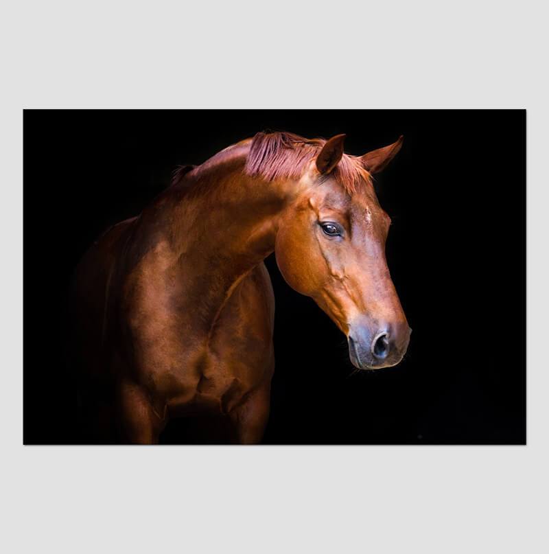 Nobility Acrylic Horse Print Wall Art featuring a majestic horse design on a sleek acrylic panel, showcasing high-gloss finish and polished edges.