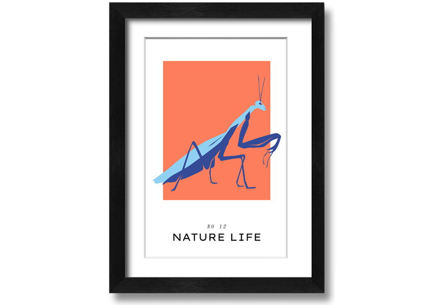 A beautifully framed print of a praying mantis crawling, showcasing intricate details and vibrant colors.