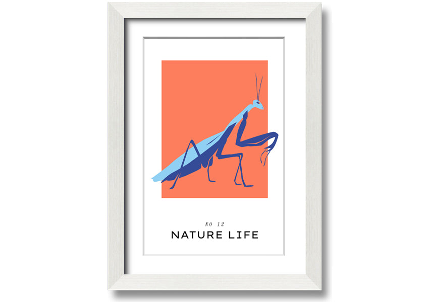 A beautifully framed print of a praying mantis crawling, showcasing intricate details and vibrant colors.