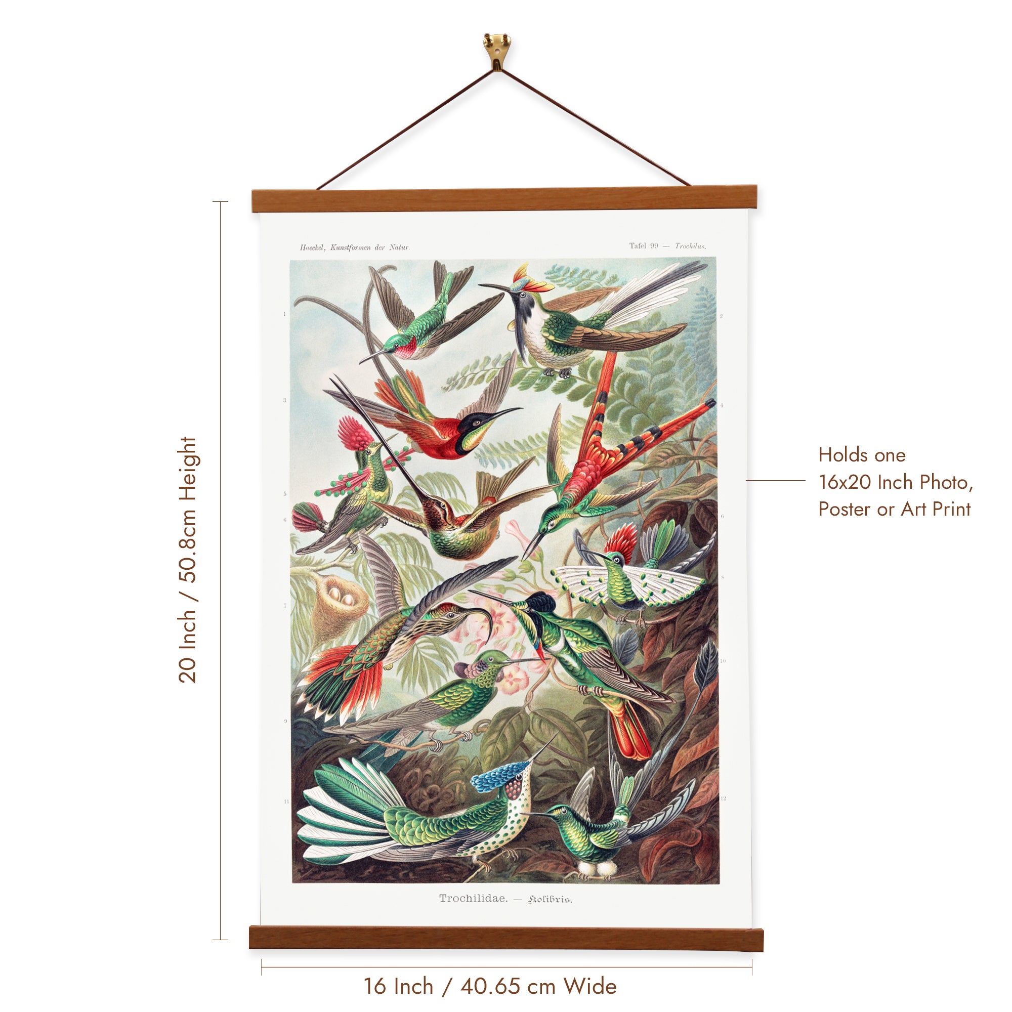 A vibrant canvas print of hummingbirds by Ernst Haeckel, showcasing their intricate details and colorful plumage, elegantly displayed with a wooden magnetic hanger.