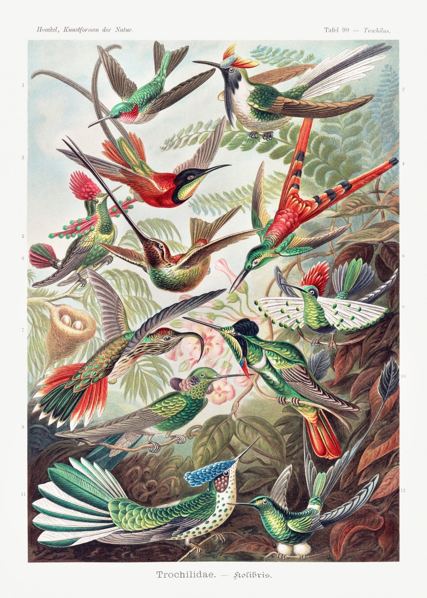 A vibrant canvas print of hummingbirds by Ernst Haeckel, showcasing their intricate details and colorful plumage, elegantly displayed with a wooden magnetic hanger.