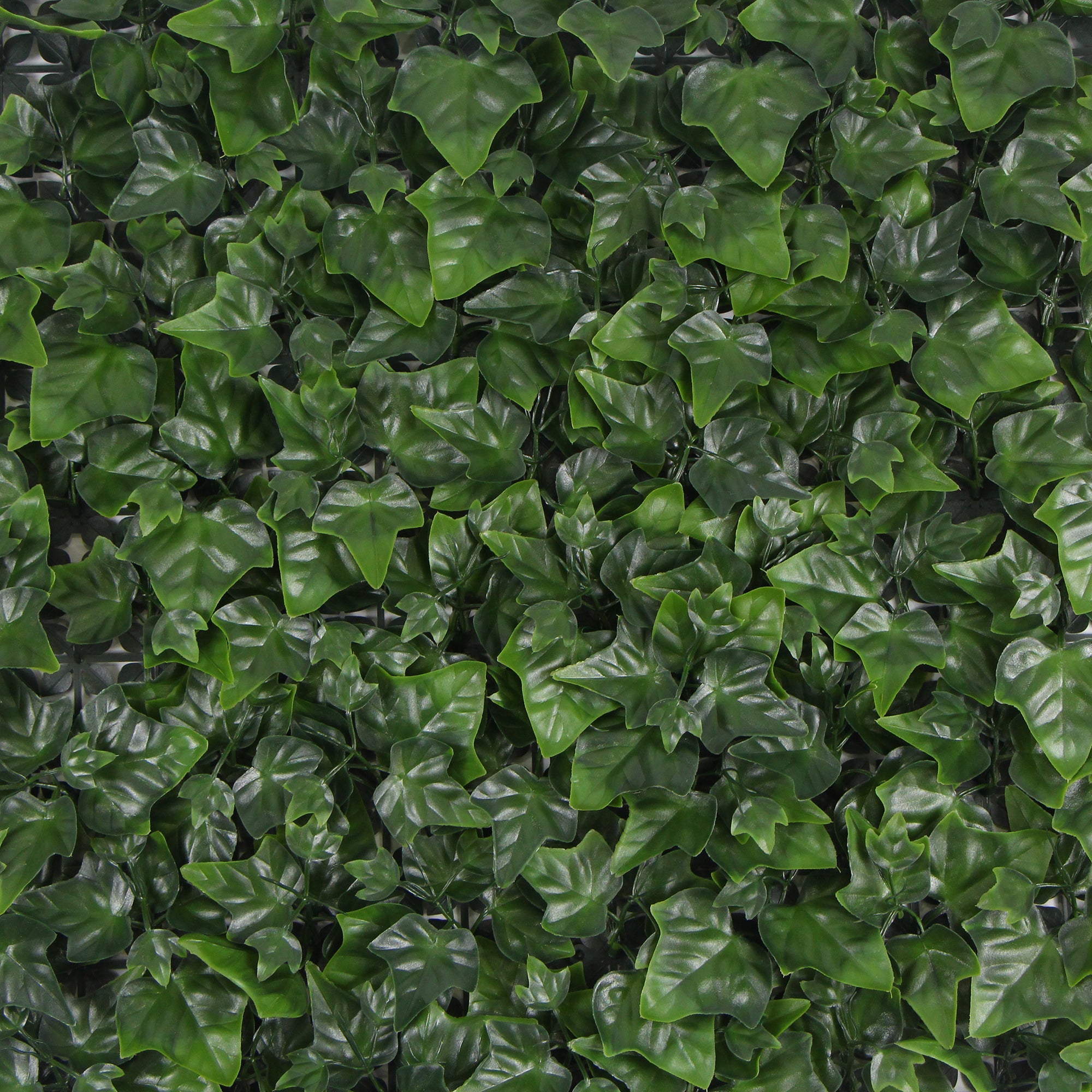 Variegated Boston Ivy Leaf Screen Green Wall Panel showcasing lush green leaves, perfect for privacy and decoration in indoor or outdoor settings.
