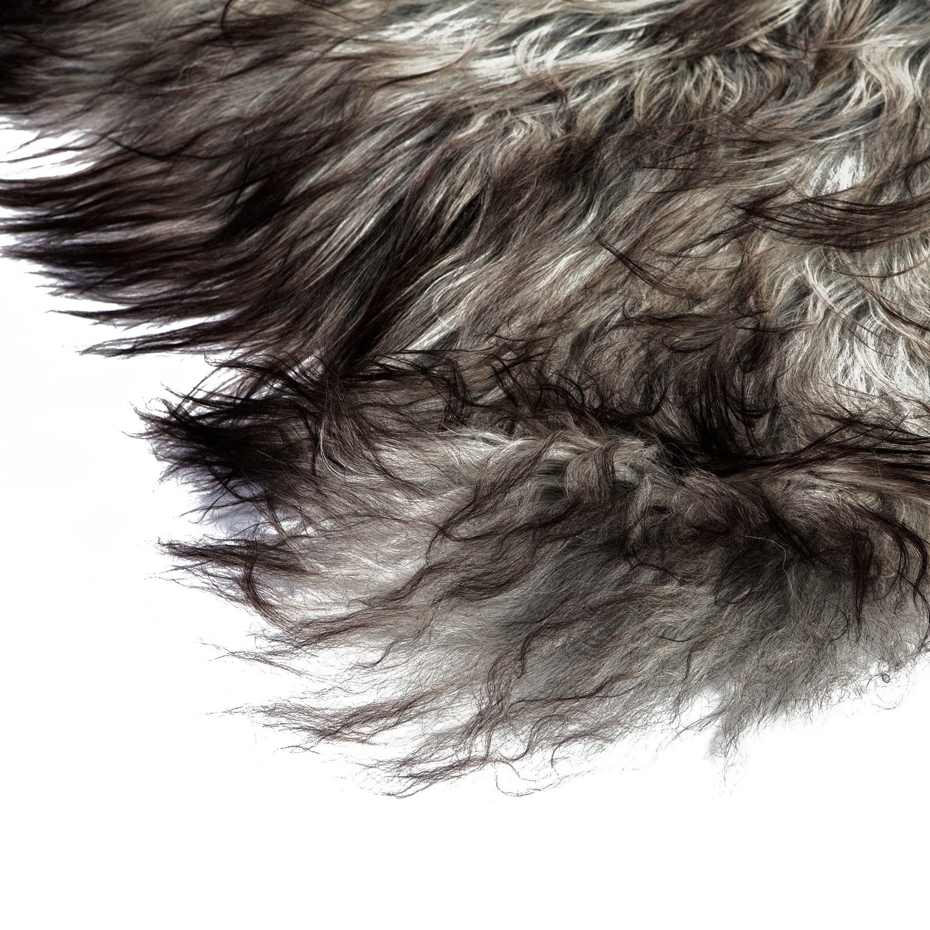 Set van vier IJslandse schapenvachten in natuurlijk grijs, perfect voor decoratie en comfort.