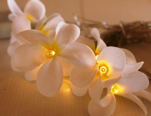 A set of 20 LED white frangipani flower string lights on a dark background, showcasing their delicate design and warm glow.