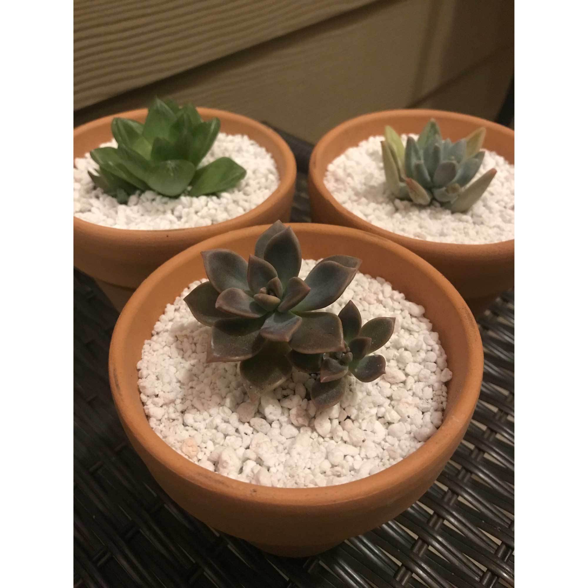 A 100L bag of Organic Super Coarse Perlite, showcasing its lightweight texture and suitability for various plant growing applications.