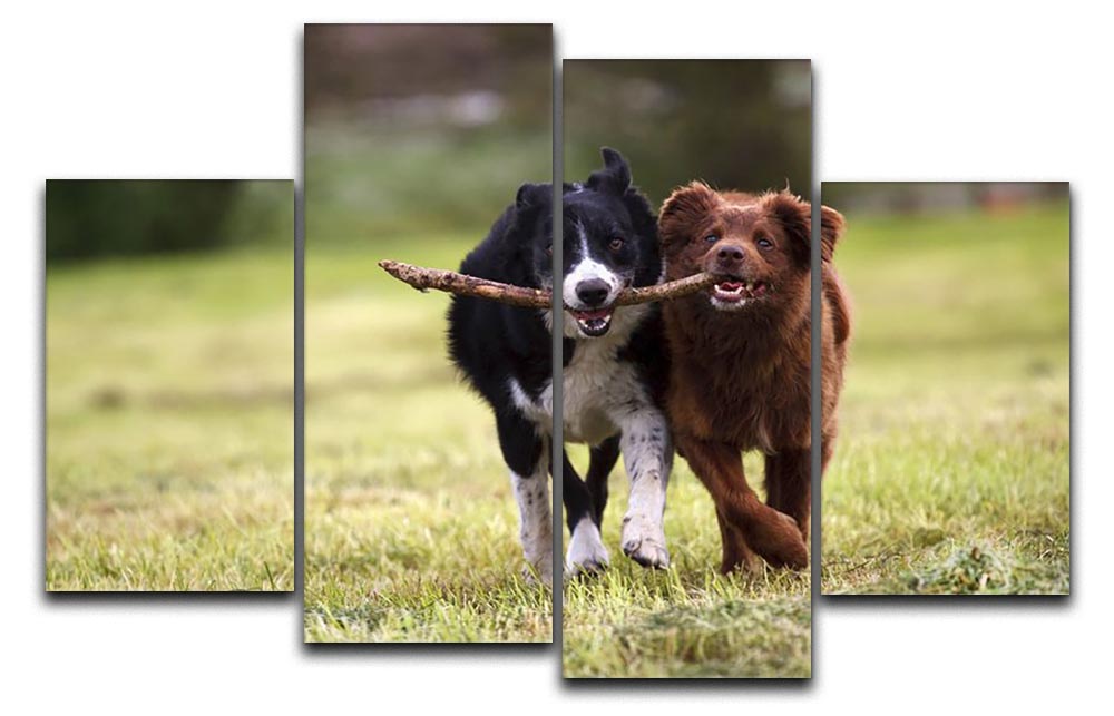 A vibrant 4-split canvas artwork featuring two Border Collie dogs fetching a stick in an open field, showcasing their playful nature.