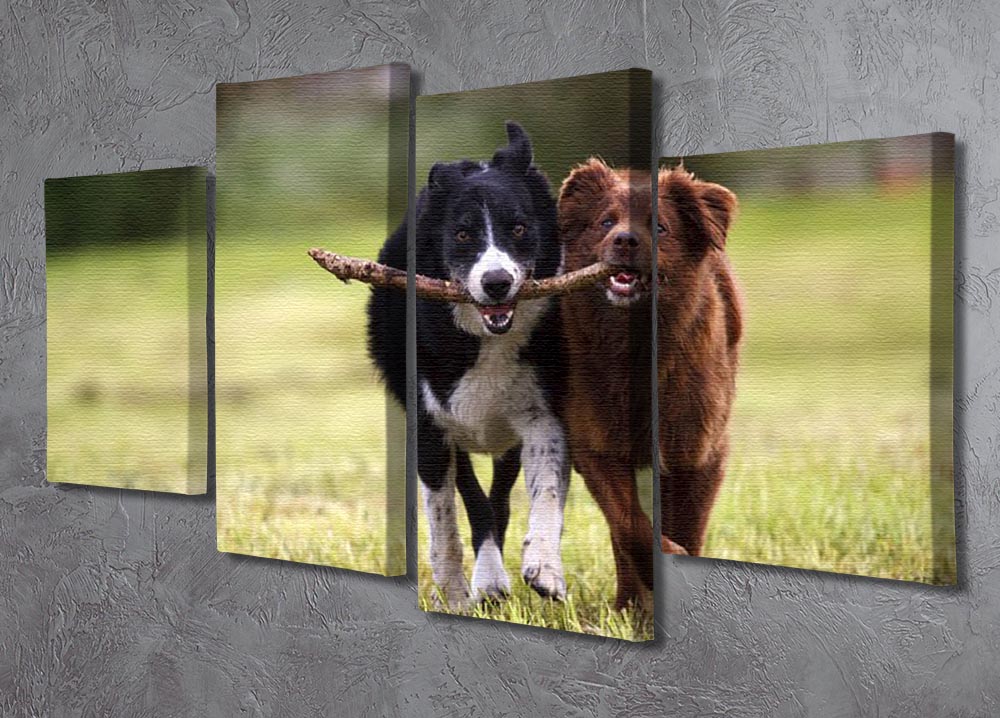 A vibrant 4-split canvas artwork featuring two Border Collie dogs fetching a stick in an open field, showcasing their playful nature.