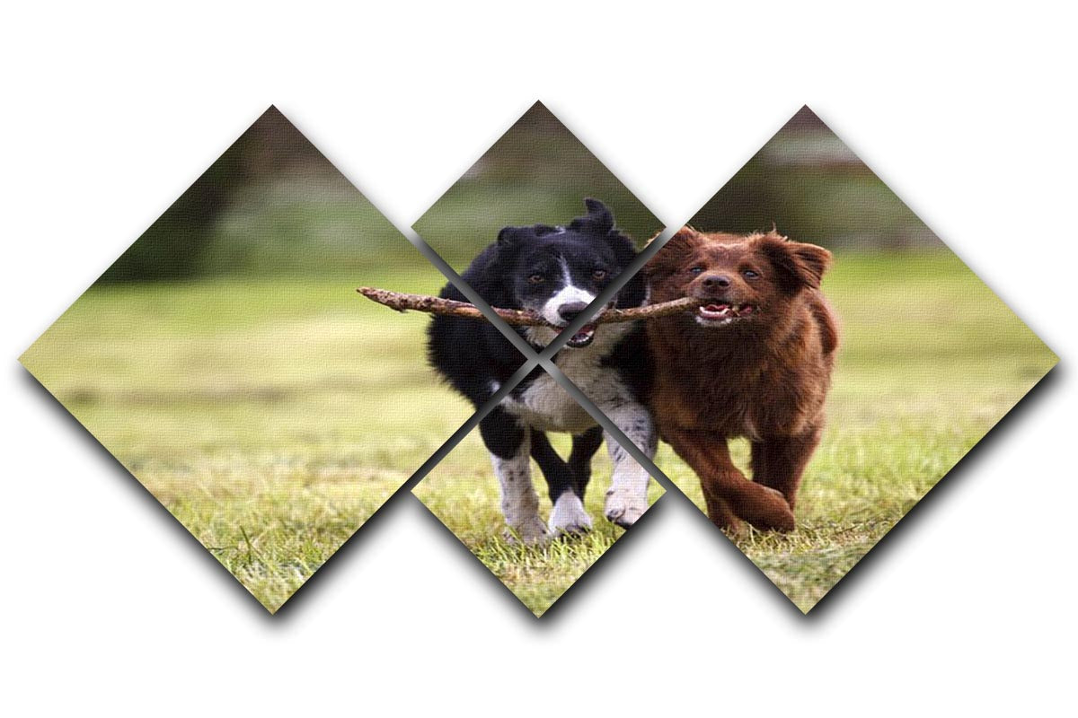 A vibrant 4-square canvas artwork depicting two border collie dogs joyfully fetching a stick in an open field.