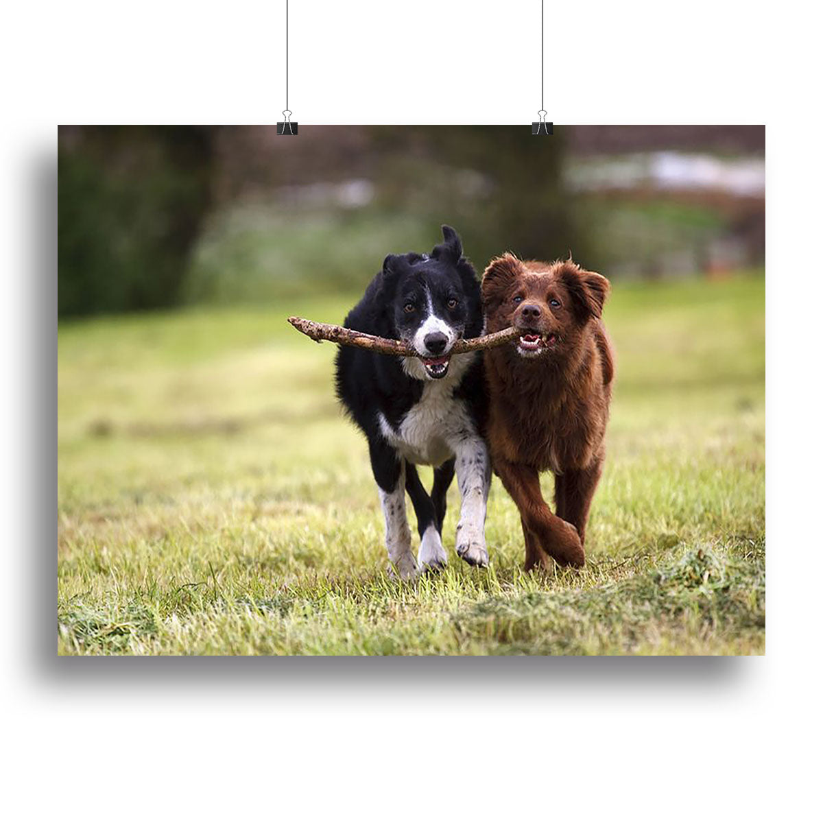 A vibrant canvas print of two border collie dogs joyfully fetching a stick in a lush open field, showcasing their playful nature.