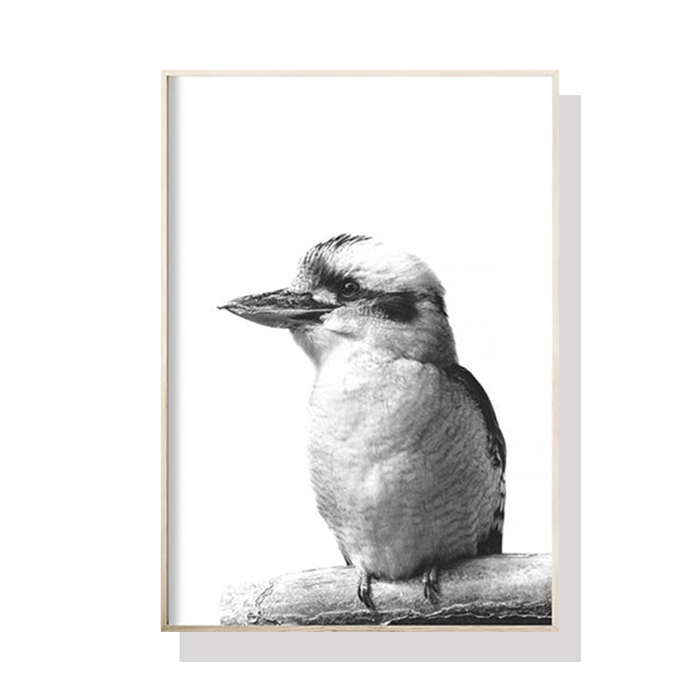 50cmx70cm Kookaburra canvas wall art in a black frame, showcasing vibrant colors and a floating effect.