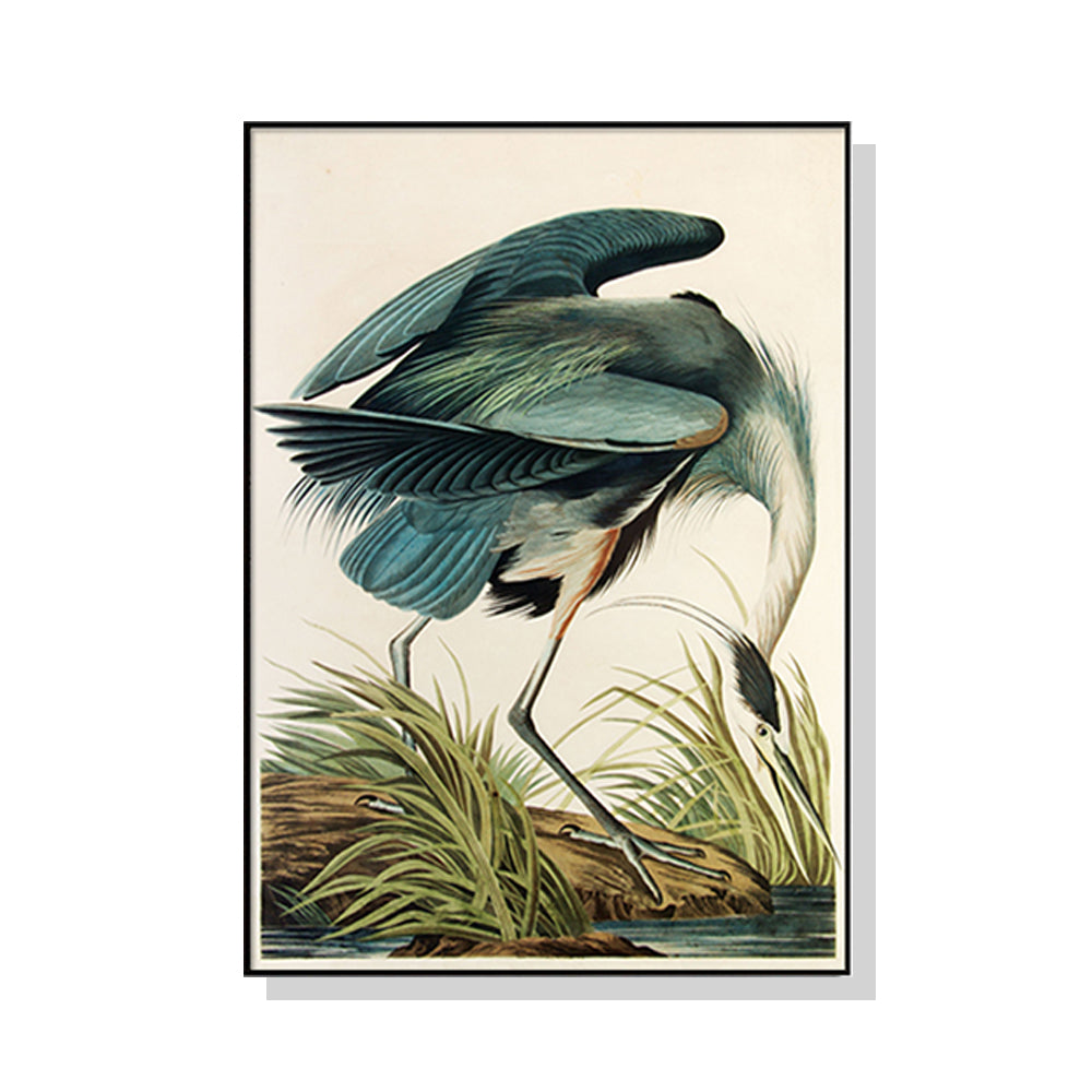 70cmx100cm canvas print of Great Blue Heron by John James Audubon, framed in black, showcasing vibrant colors and intricate details.