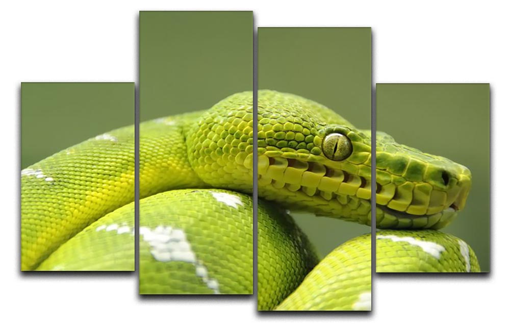 A closeup landscape shot of an Emerald Tree Boa displayed on a 4 split panel canvas, showcasing vibrant green colors and intricate patterns.