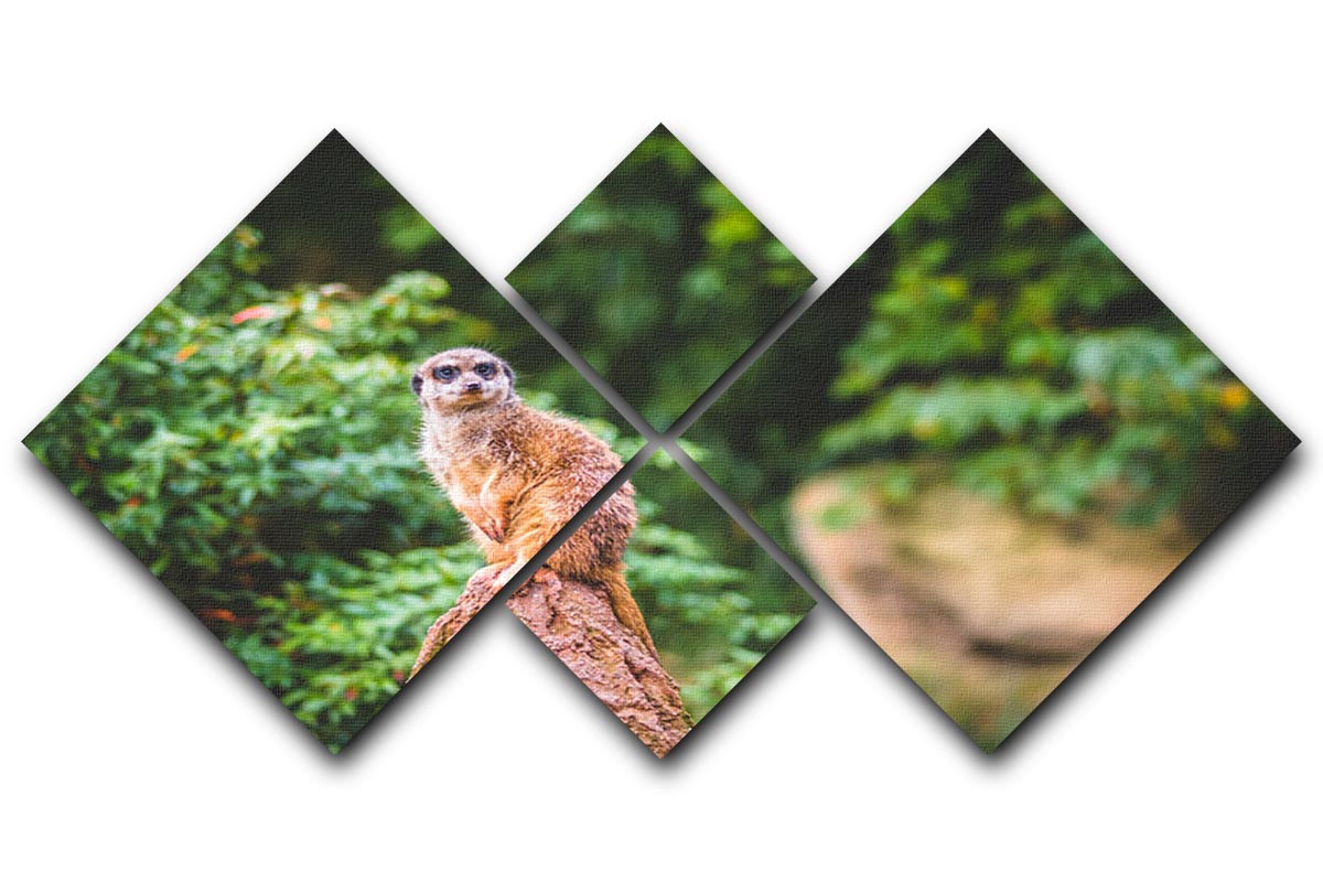 A vibrant 4-square canvas artwork featuring playful meerkats, showcasing their charm and liveliness in a unique multi-panel design.