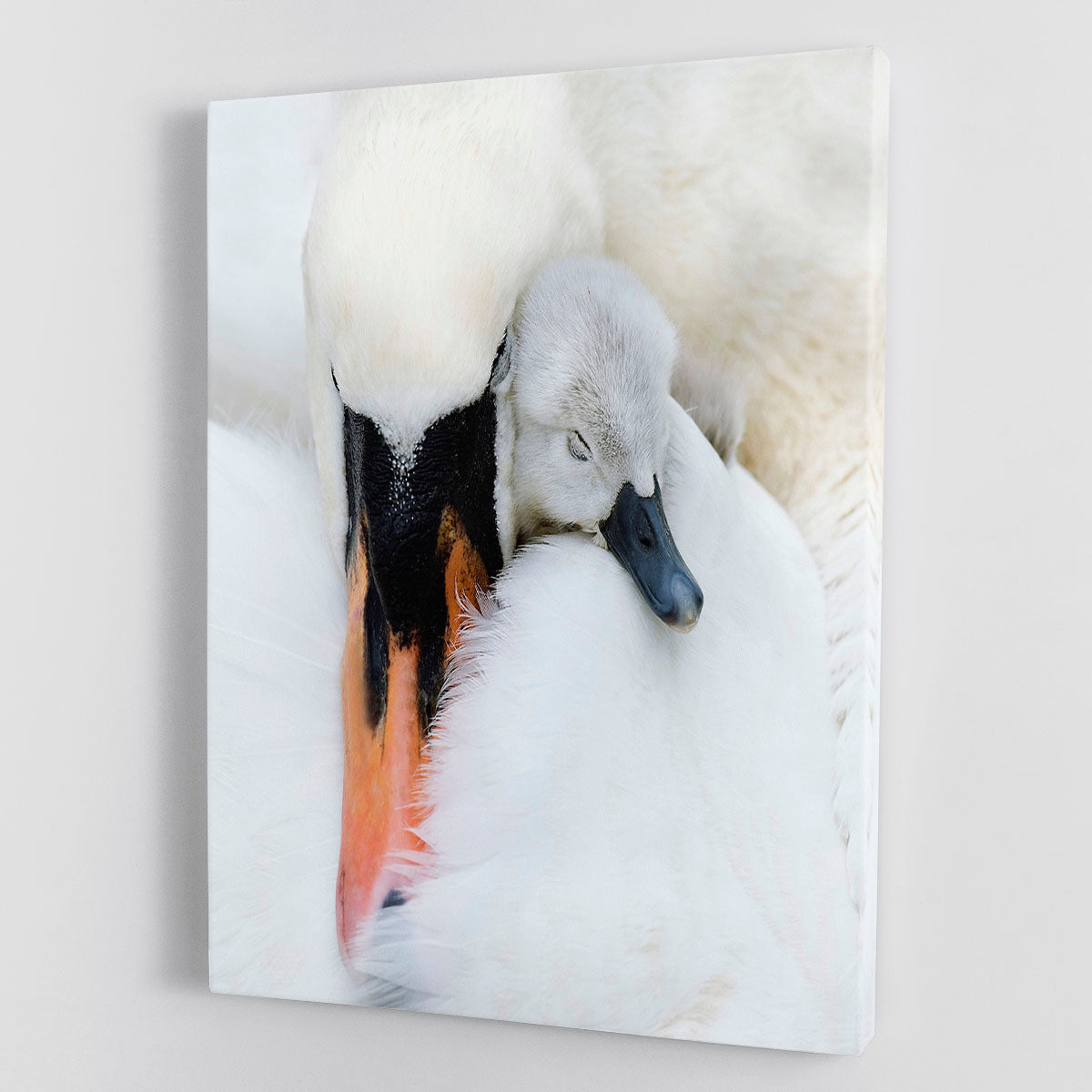 A beautiful canvas print of a mother swan with her cygnets, showcasing elegance and nature's beauty.