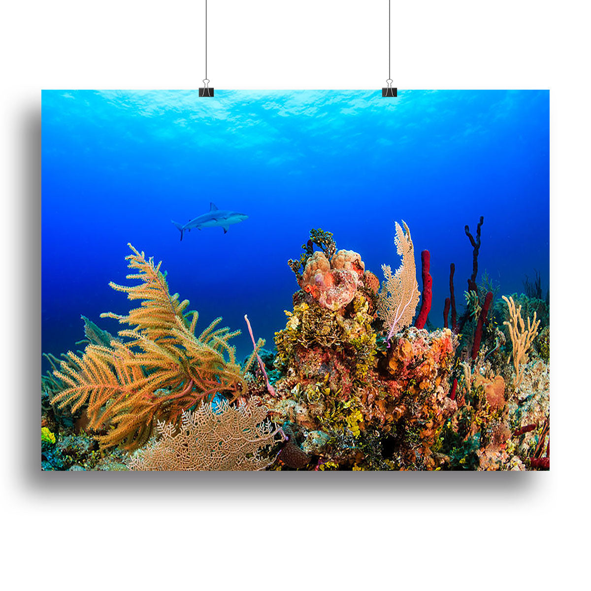A vibrant canvas print of a reef shark swimming gracefully over a colorful tropical coral reef, showcasing marine life.