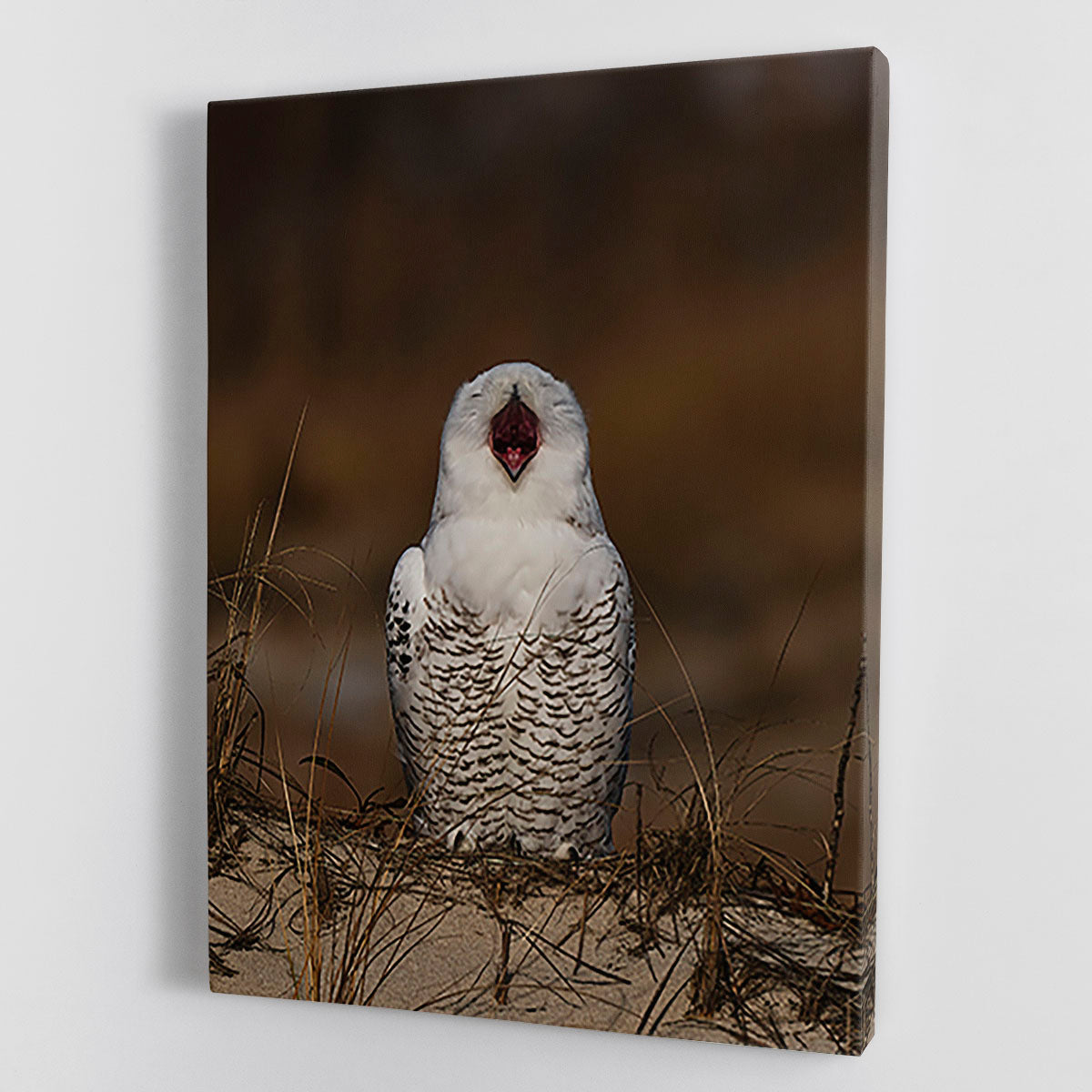 A beautiful canvas print featuring a snowy owl chirping, showcasing its white feathers and captivating gaze, perfect for home decor.