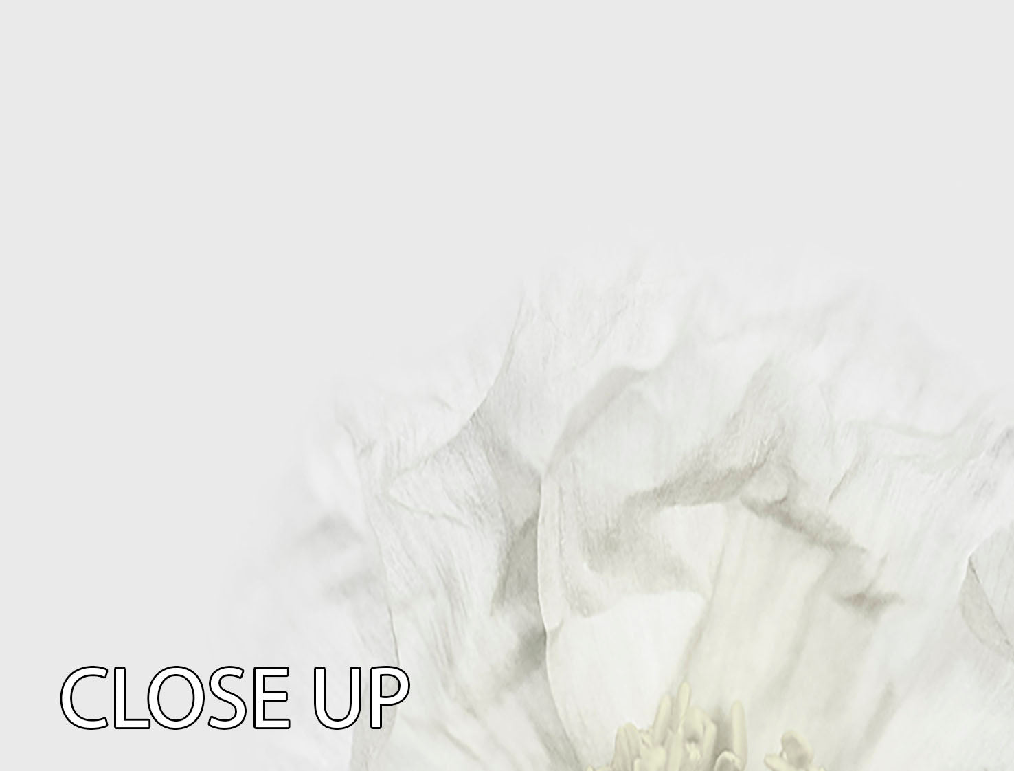 A beautiful 3-panel canvas print featuring white poppies, elegantly displayed to enhance any room's decor.