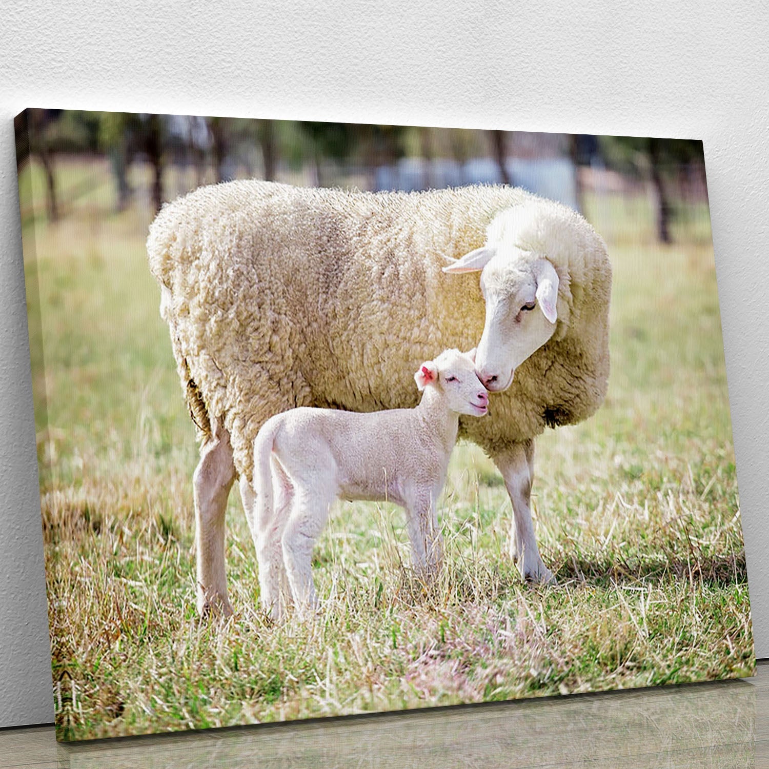A beautiful canvas print featuring a white Suffolk sheep with its lamb, showcasing pastoral beauty and tranquility.