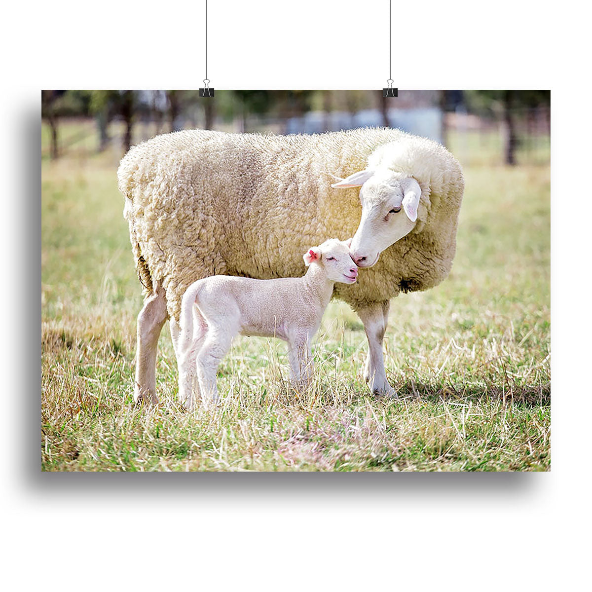 A beautiful canvas print featuring a white Suffolk sheep with its lamb, showcasing pastoral beauty and tranquility.