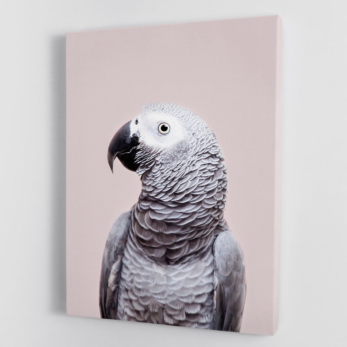 A vibrant African Grey parrot canvas print showcasing its stunning feathers and intricate details, perfect for home decor.