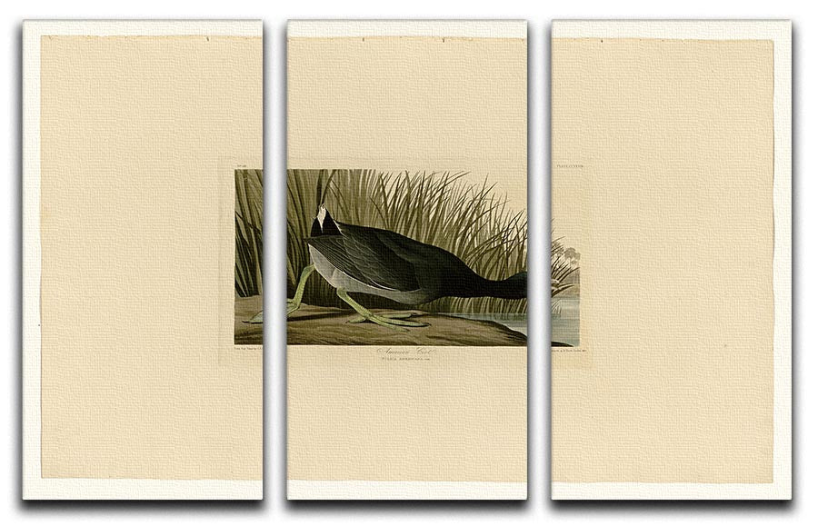 A beautiful 3-panel canvas print featuring the American Coot, showcasing vibrant colors and intricate details, perfect for home decor.