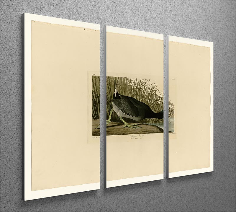 A beautiful 3-panel canvas print featuring the American Coot, showcasing vibrant colors and intricate details, perfect for home decor.