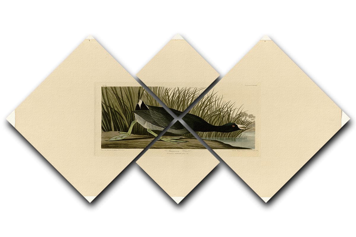 A stunning 4-square multi-panel canvas artwork featuring the American Coot, showcasing its beauty and elegance in nature.