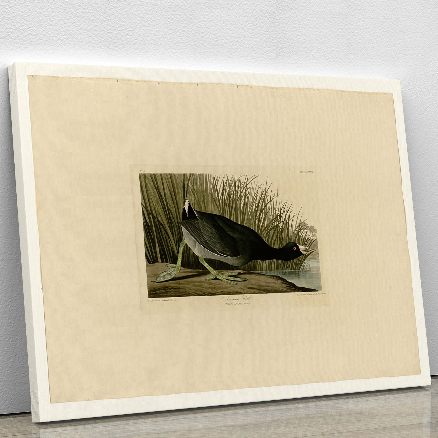 A beautiful canvas print of the American Coot by Audubon, showcasing the bird in its natural habitat with vibrant colors and intricate details.