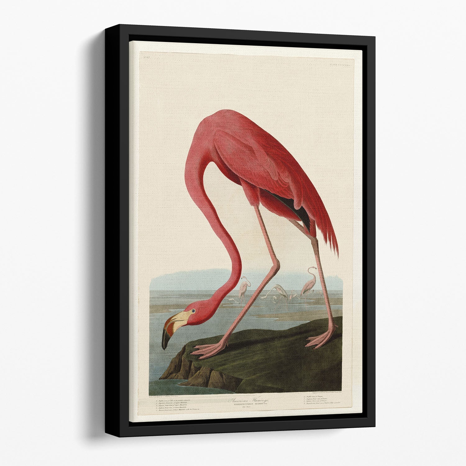 American Flamingo 2 Floating Framed Canvas featuring vibrant colors and elegant design, perfect for contemporary home decor.