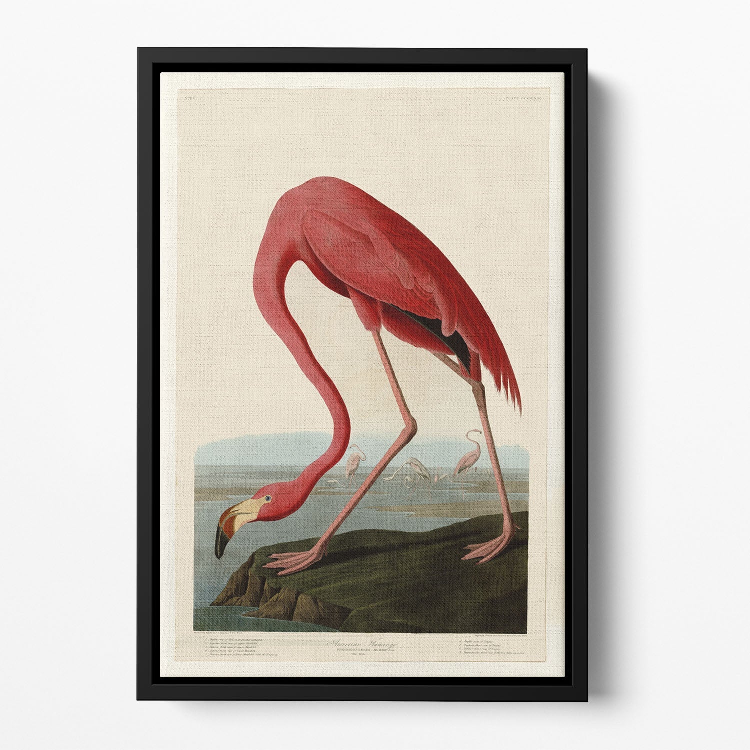 American Flamingo 2 Floating Framed Canvas featuring vibrant colors and elegant design, perfect for contemporary home decor.