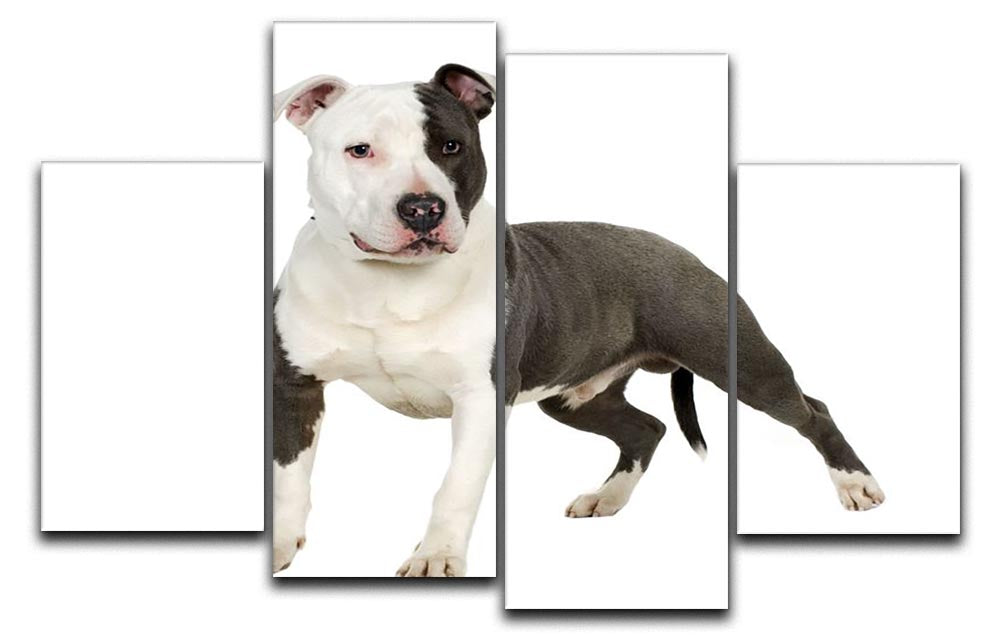 A beautiful 4-split canvas artwork featuring an American Staffordshire Terrier, showcasing vibrant colors and intricate details.