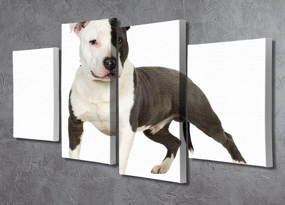 A beautiful 4-split canvas artwork featuring an American Staffordshire Terrier, showcasing vibrant colors and intricate details.