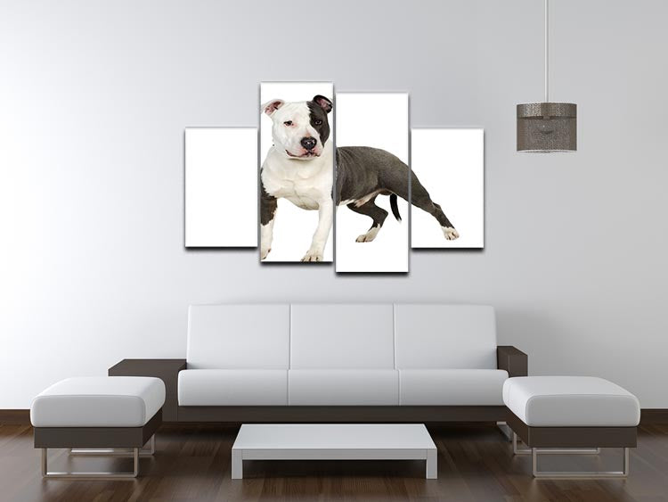 A beautiful 4-split canvas artwork featuring an American Staffordshire Terrier, showcasing vibrant colors and intricate details.