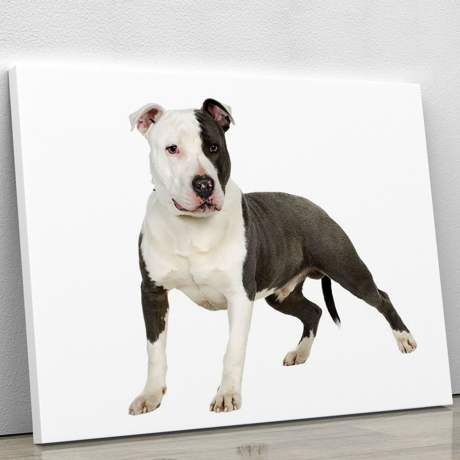 A vibrant canvas print featuring an American Staffordshire terrier, showcasing its strong build and expressive face, perfect for home decor.