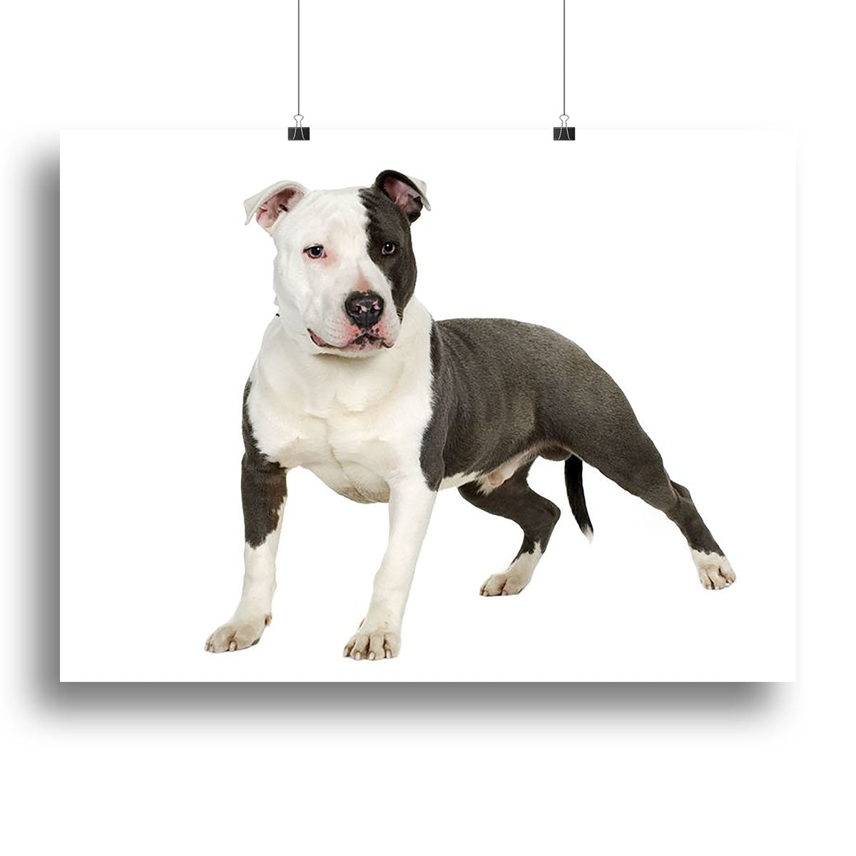 A vibrant canvas print featuring an American Staffordshire terrier, showcasing its strong build and expressive face, perfect for home decor.